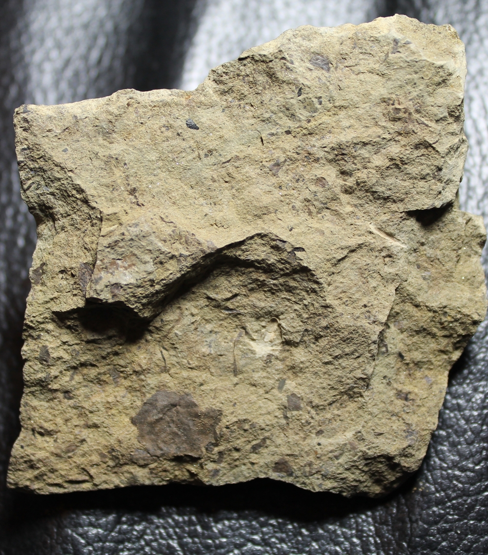 Cooksonia