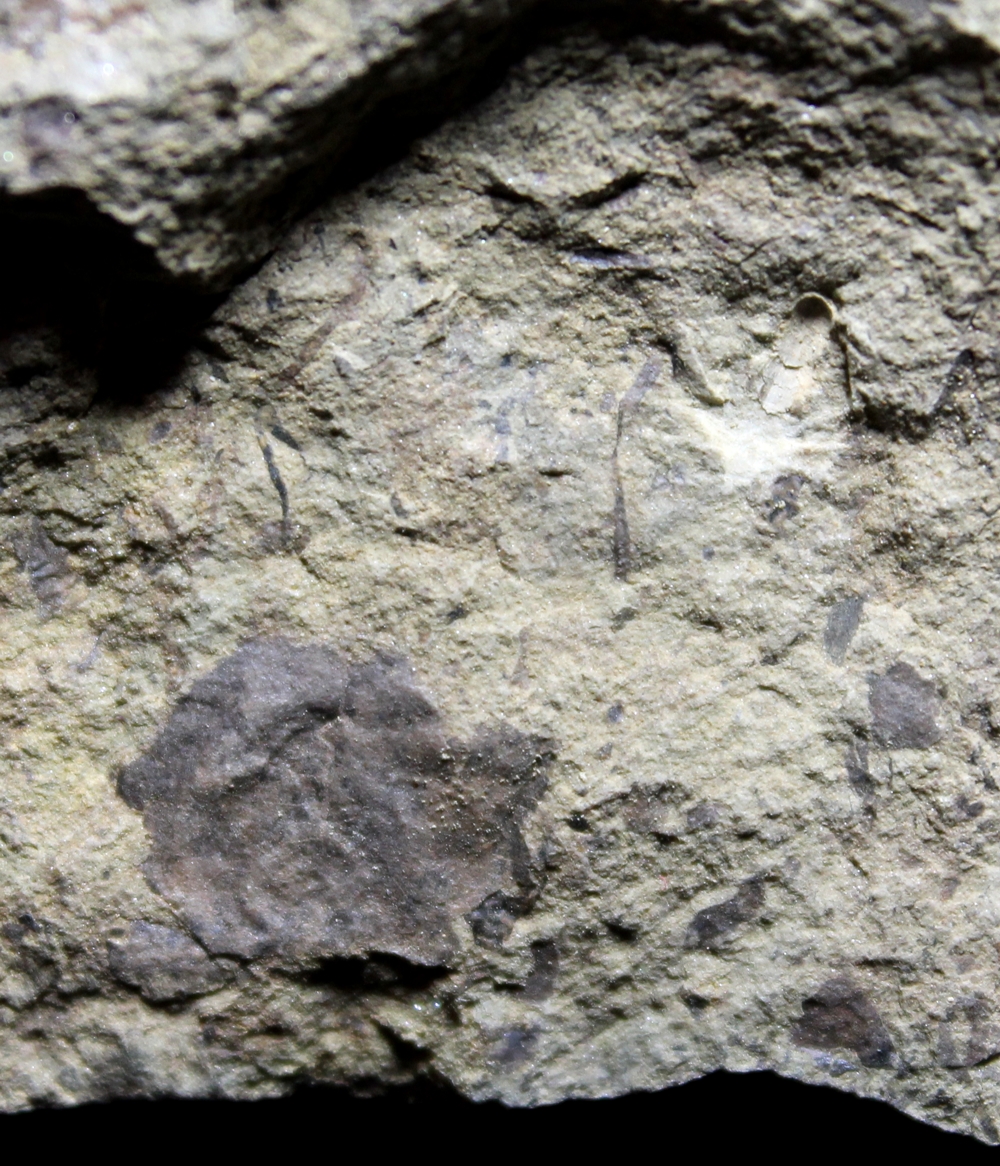 Cooksonia