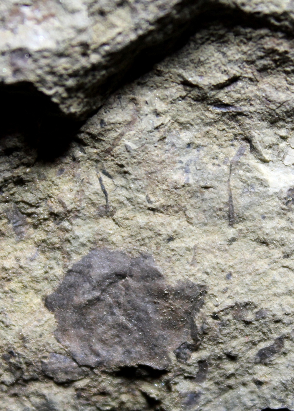 Cooksonia