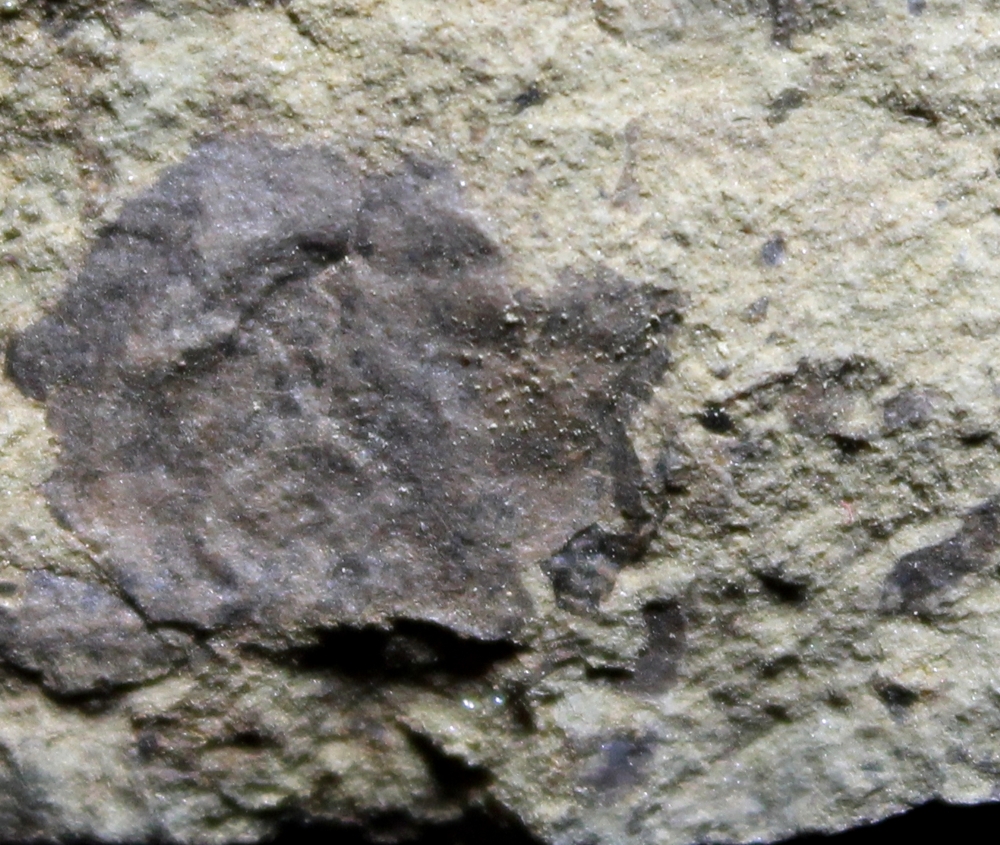 Cooksonia
