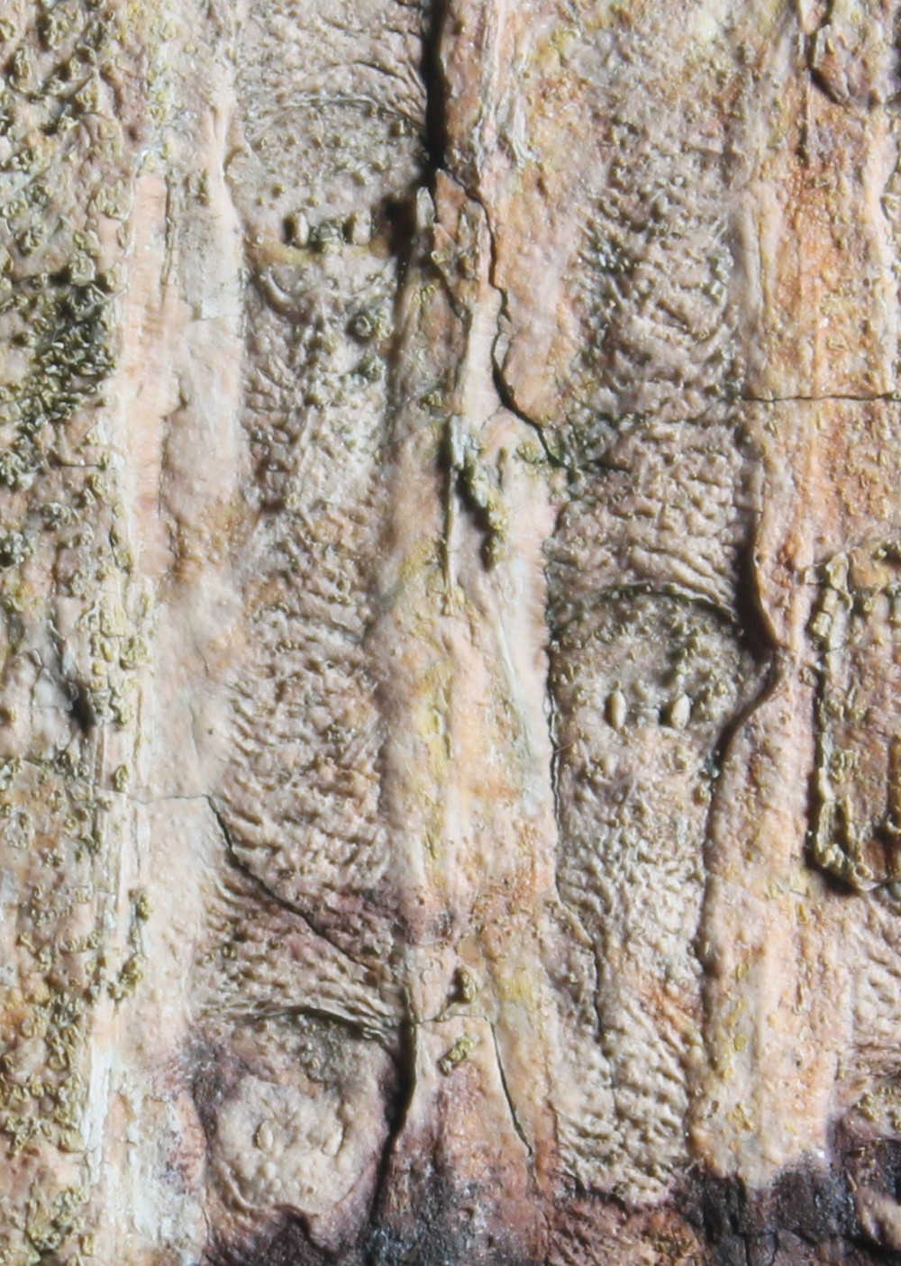 Sigillaria schlotheimiana