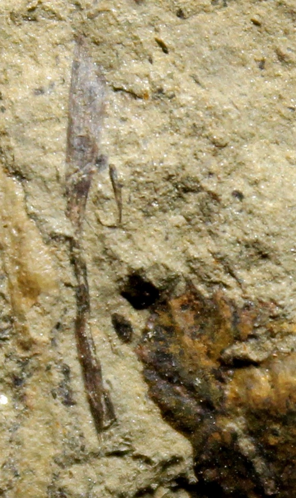 Cooksonia