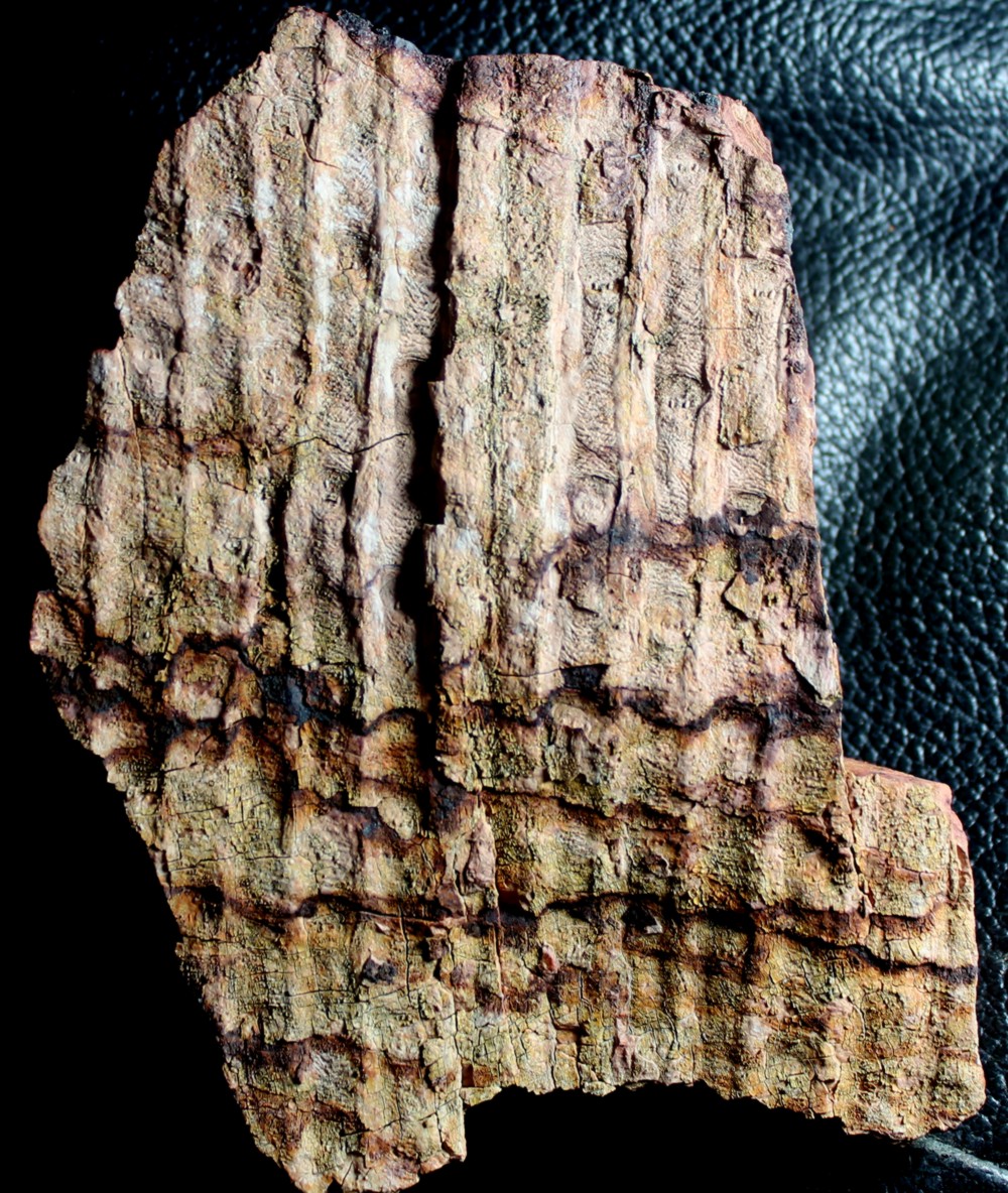 Sigillaria schlotheimiana