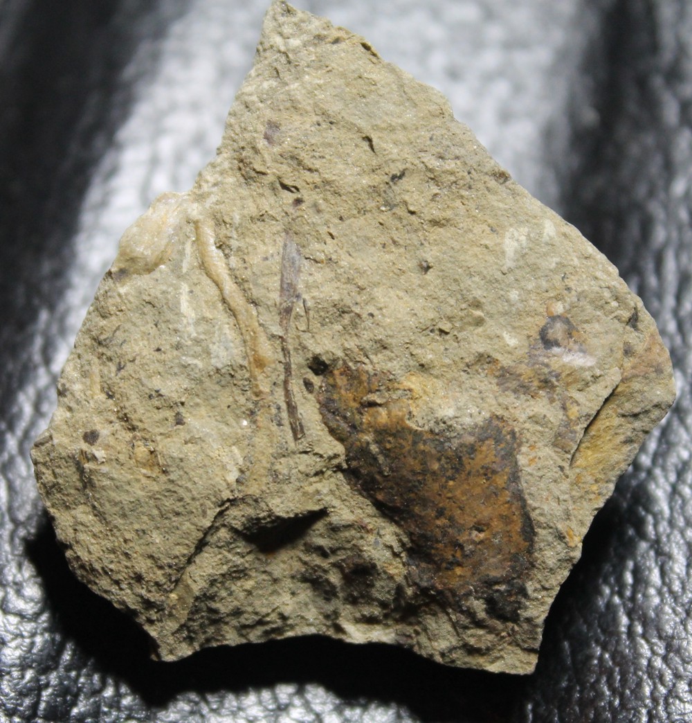 Cooksonia