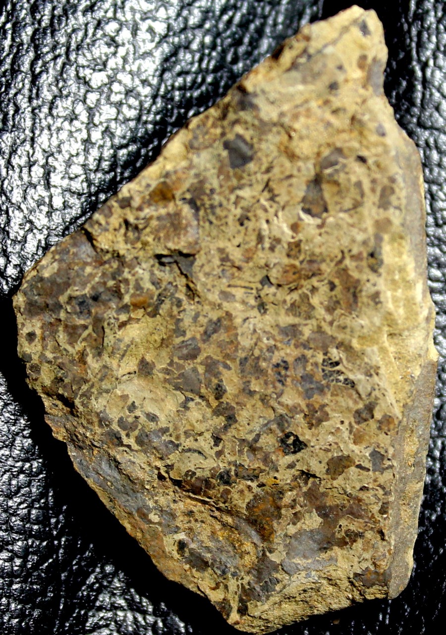 Cooksonia