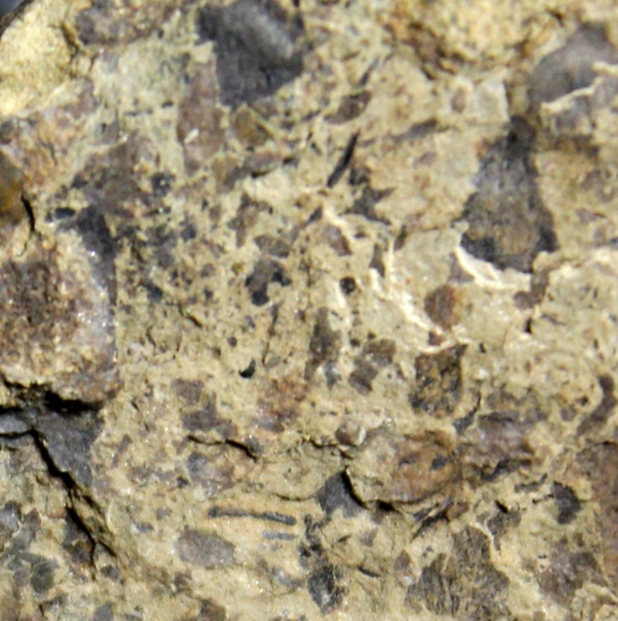 Cooksonia