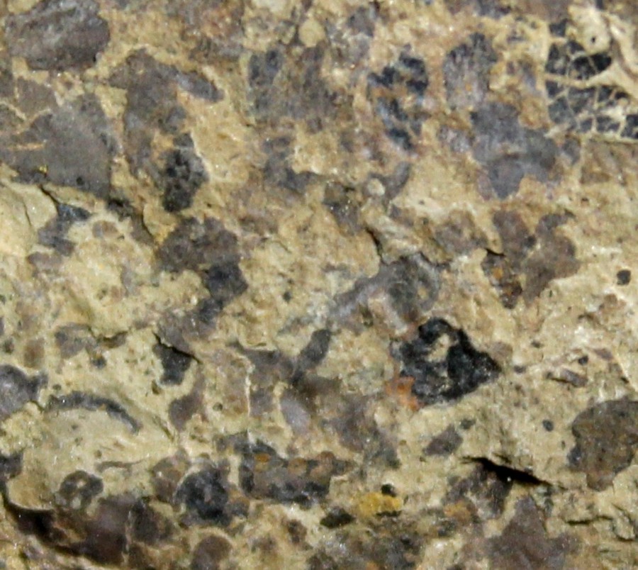 Cooksonia