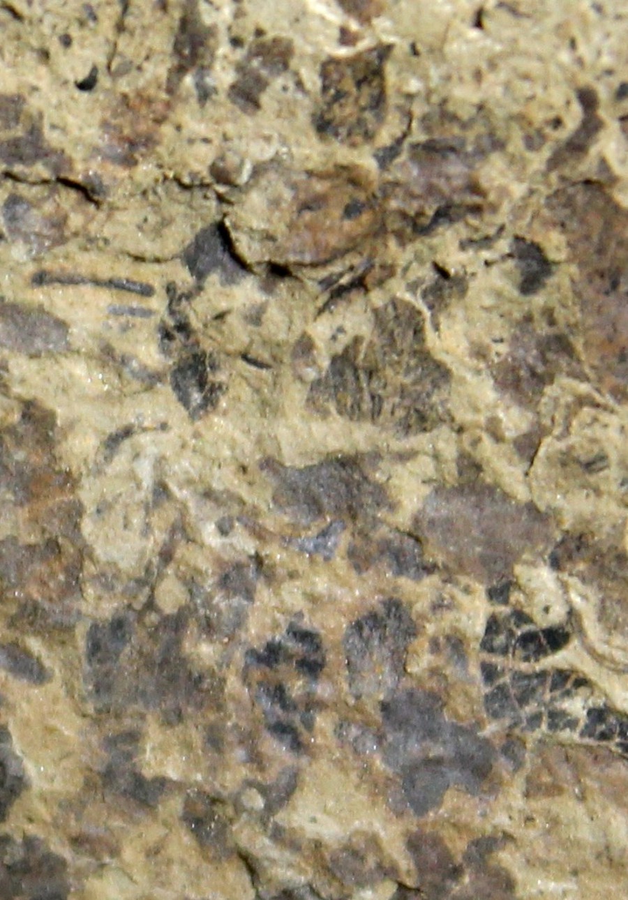 Cooksonia