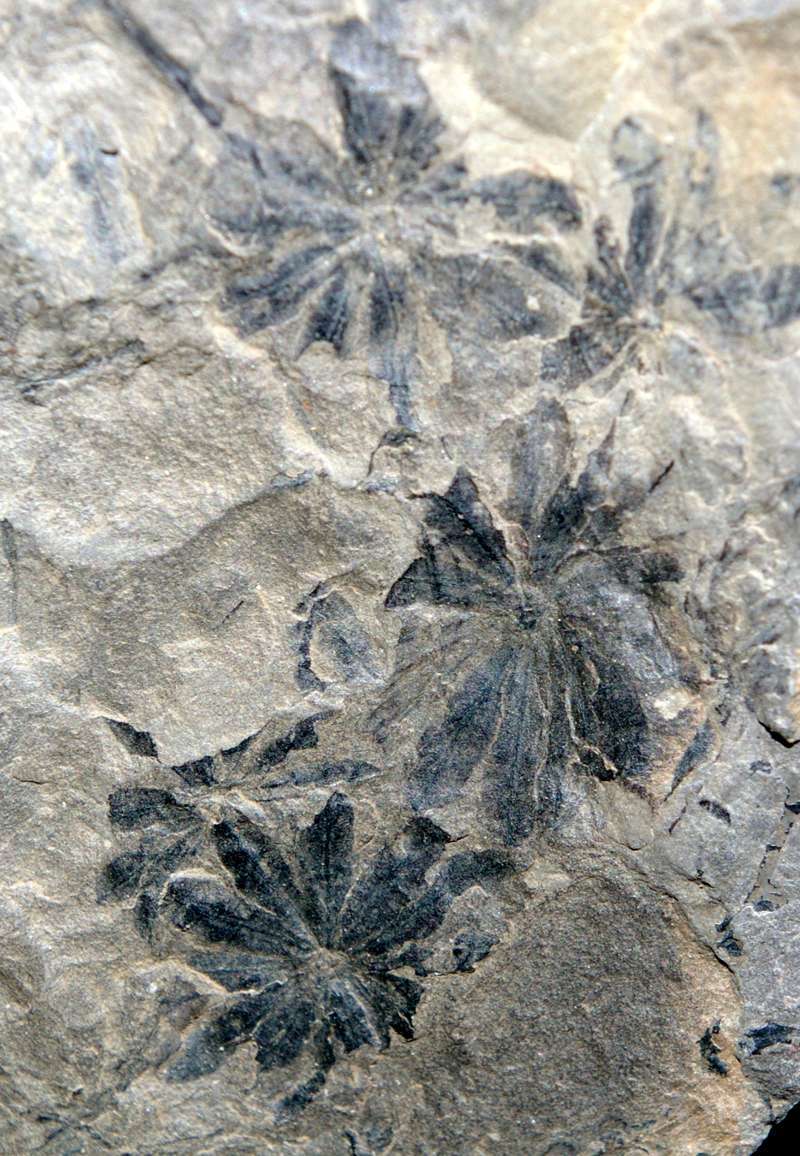 Annularia shenophylloides