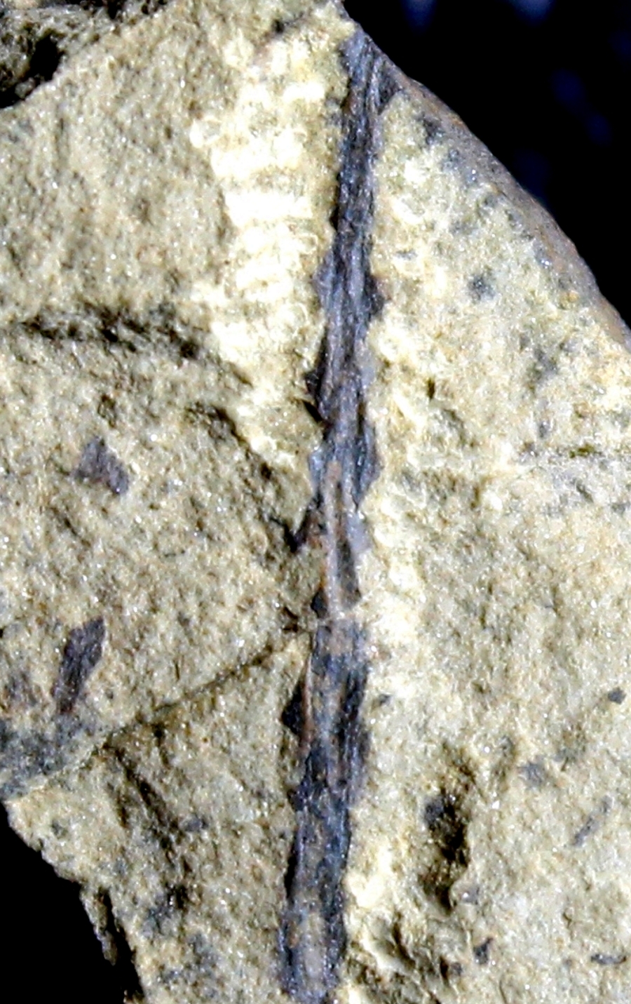 Cooksonia