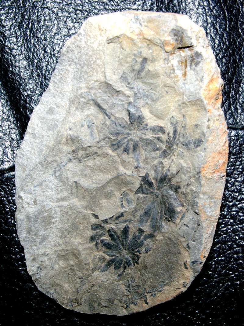 Annularia shenophylloides