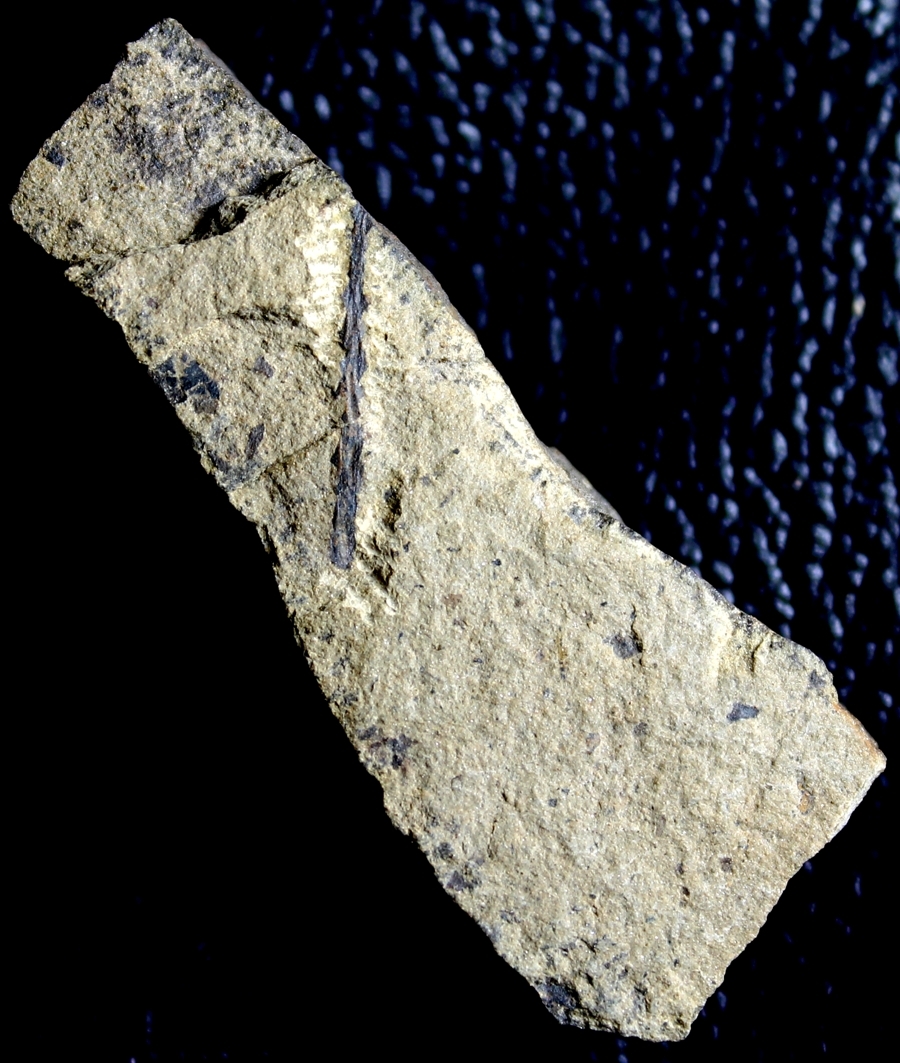 Cooksonia