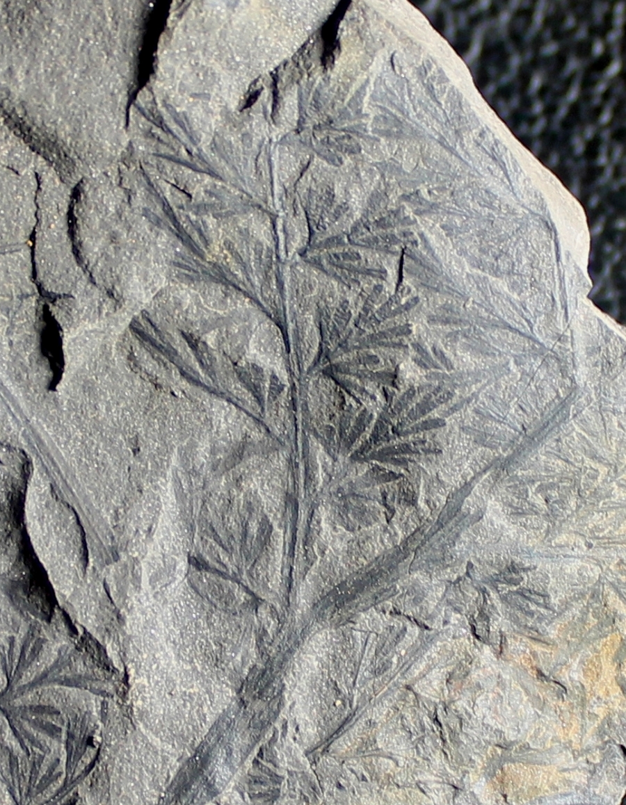 Sphenopteris adiantoides