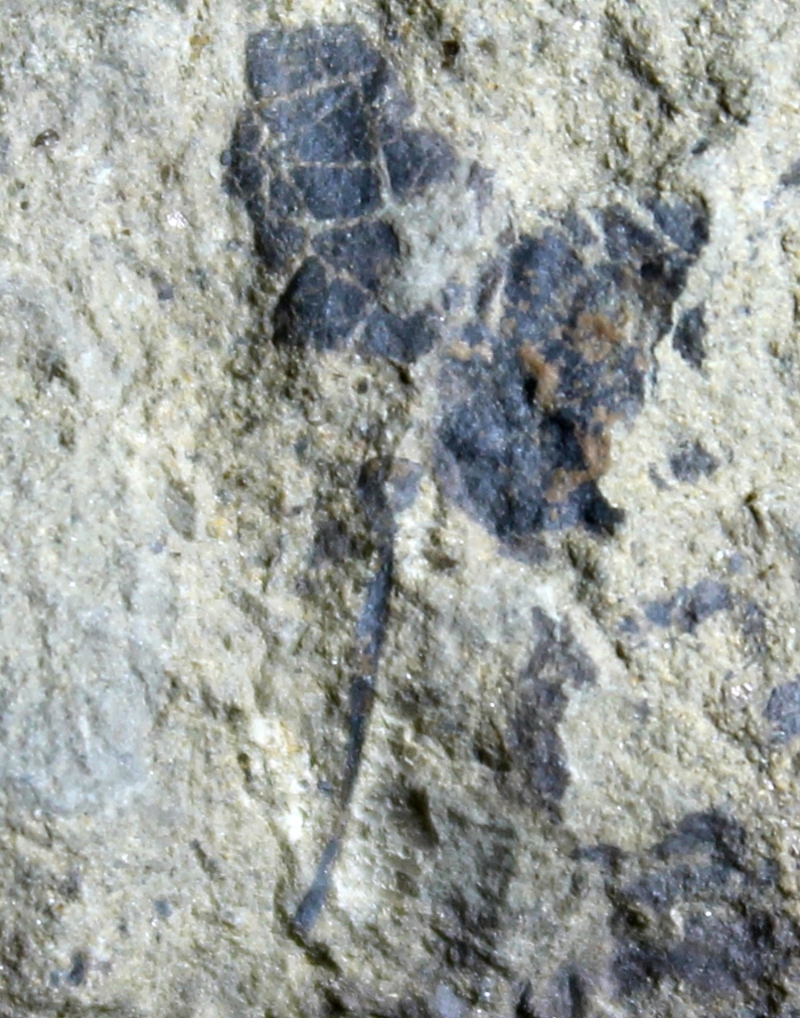 Cooksonia