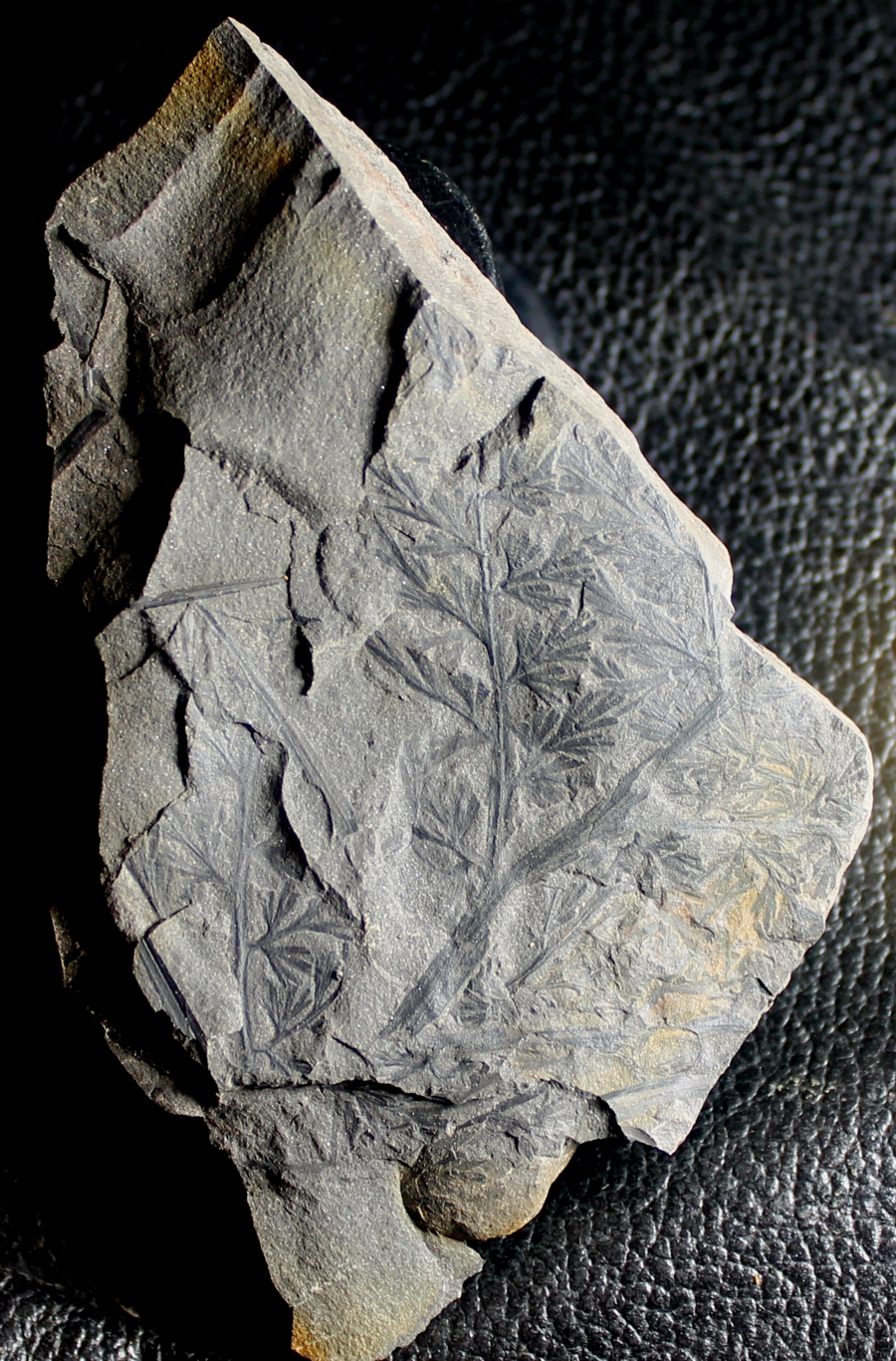 Sphenopteris adiantoides