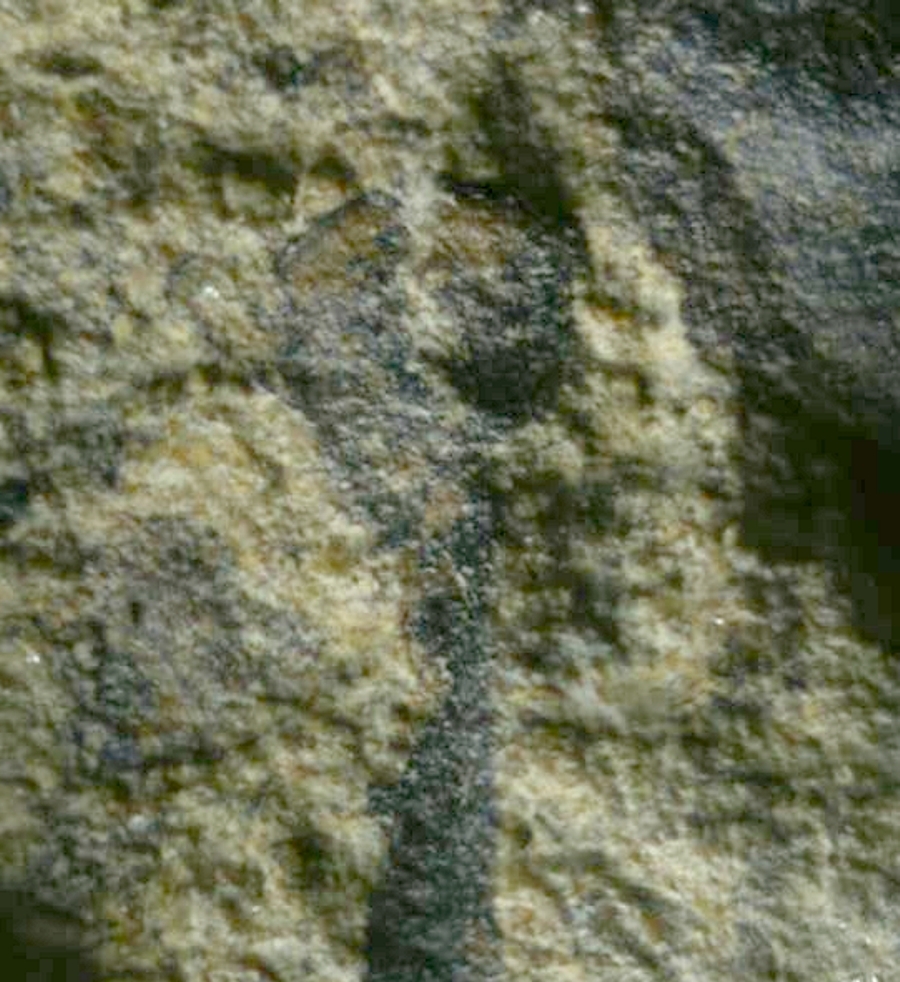 Cooksonia