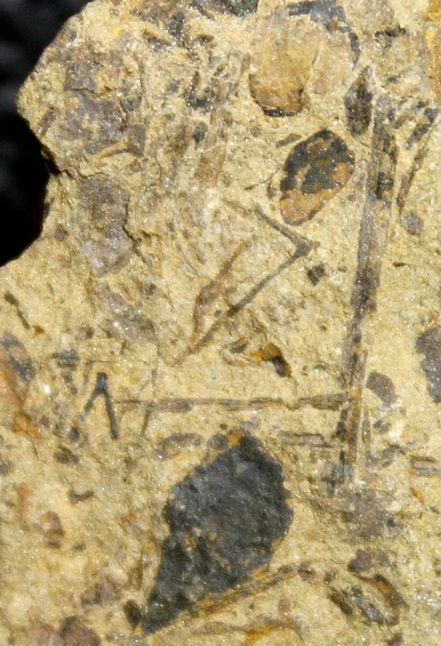 Cooksonia