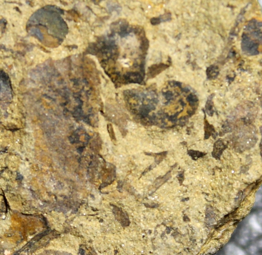 Cooksonia