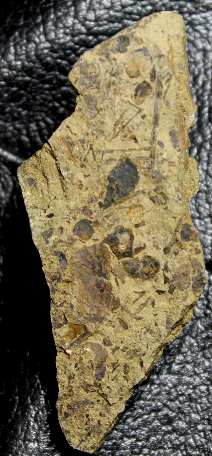 Cooksonia