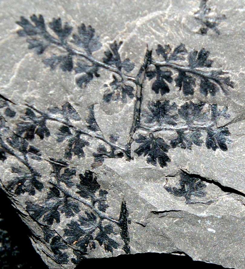 Sphenopteris memranacea Gutbier