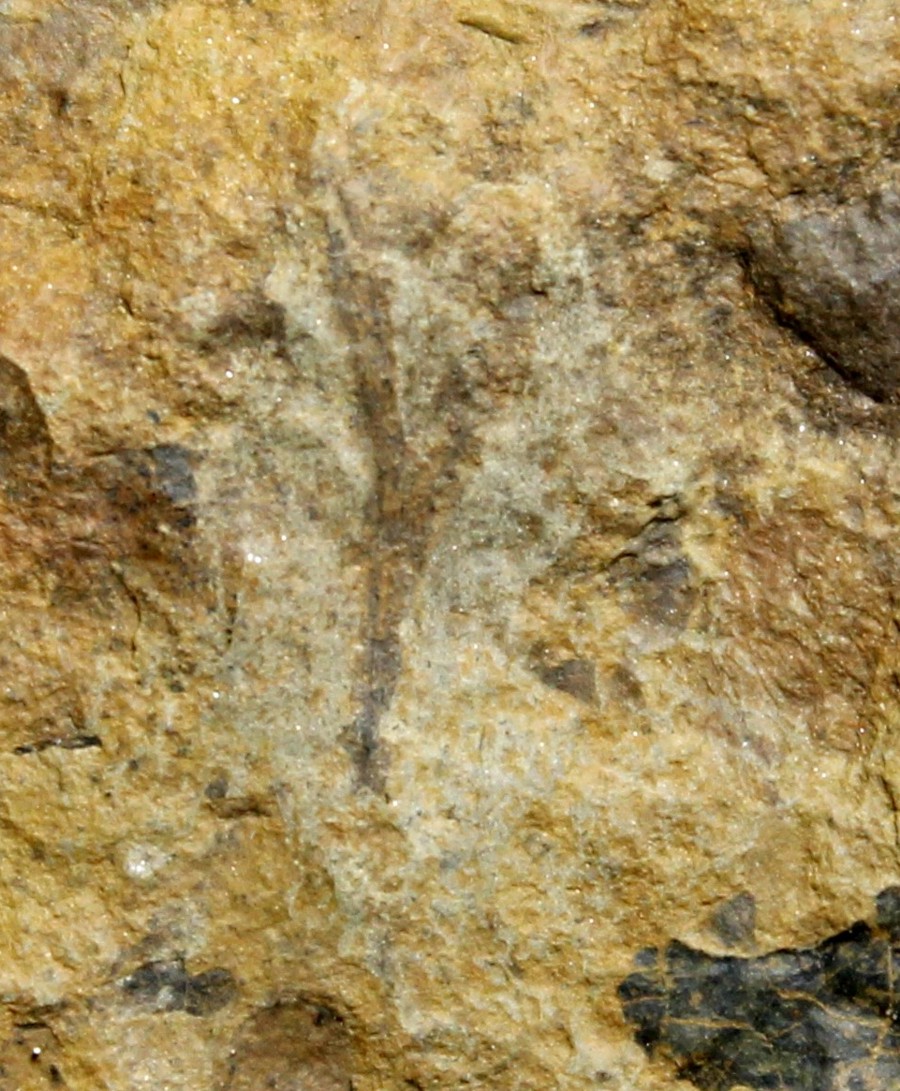 Cooksonia
