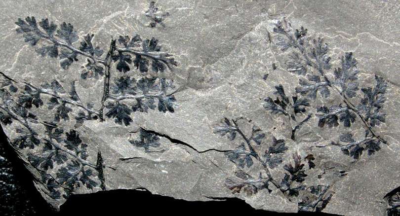 Sphenopteris memranacea Gutbier