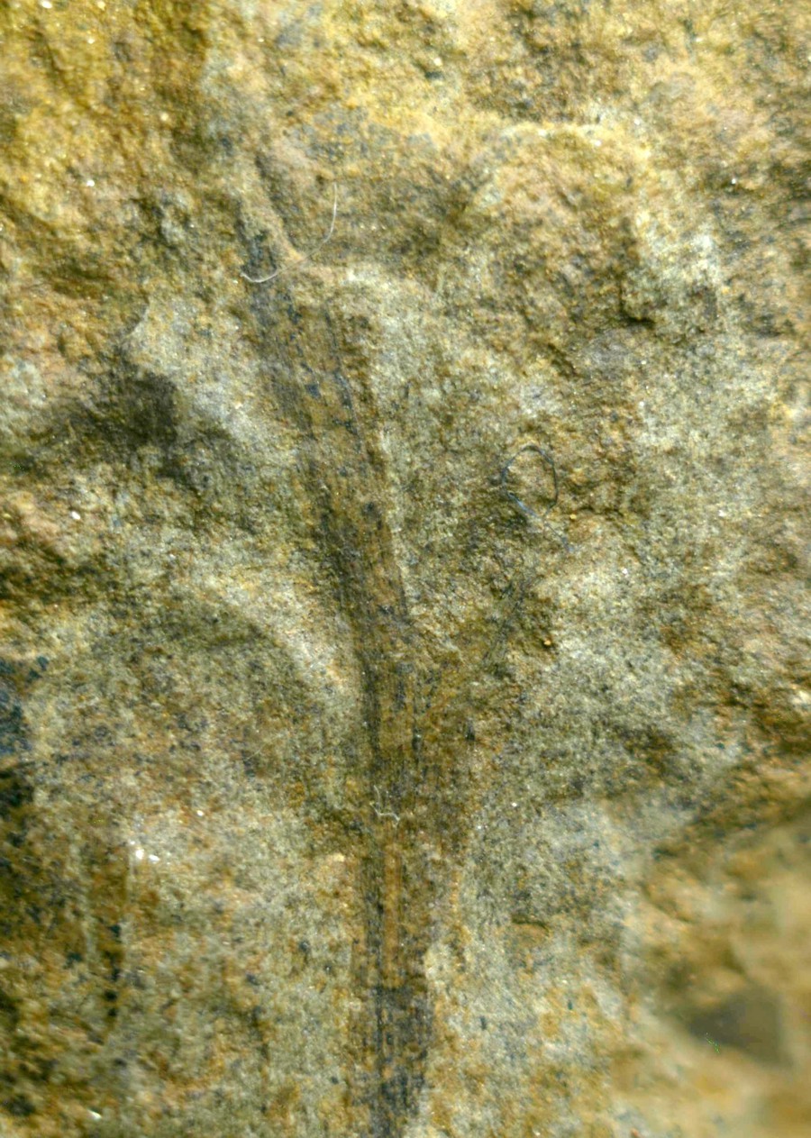 Cooksonia
