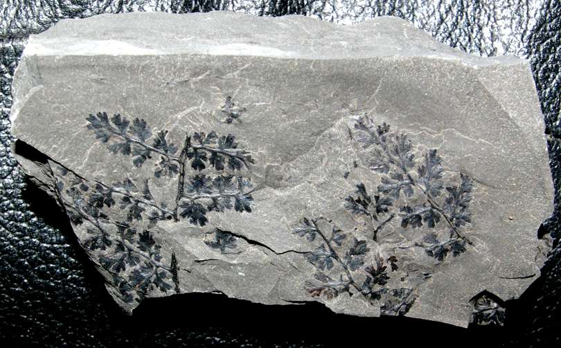 Sphenopteris memranacea Gutbier