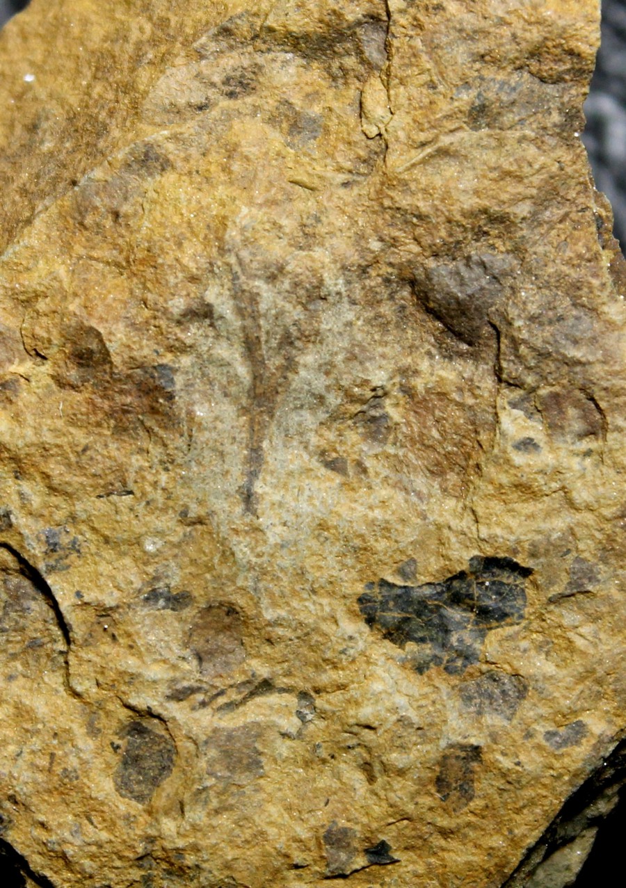 Cooksonia