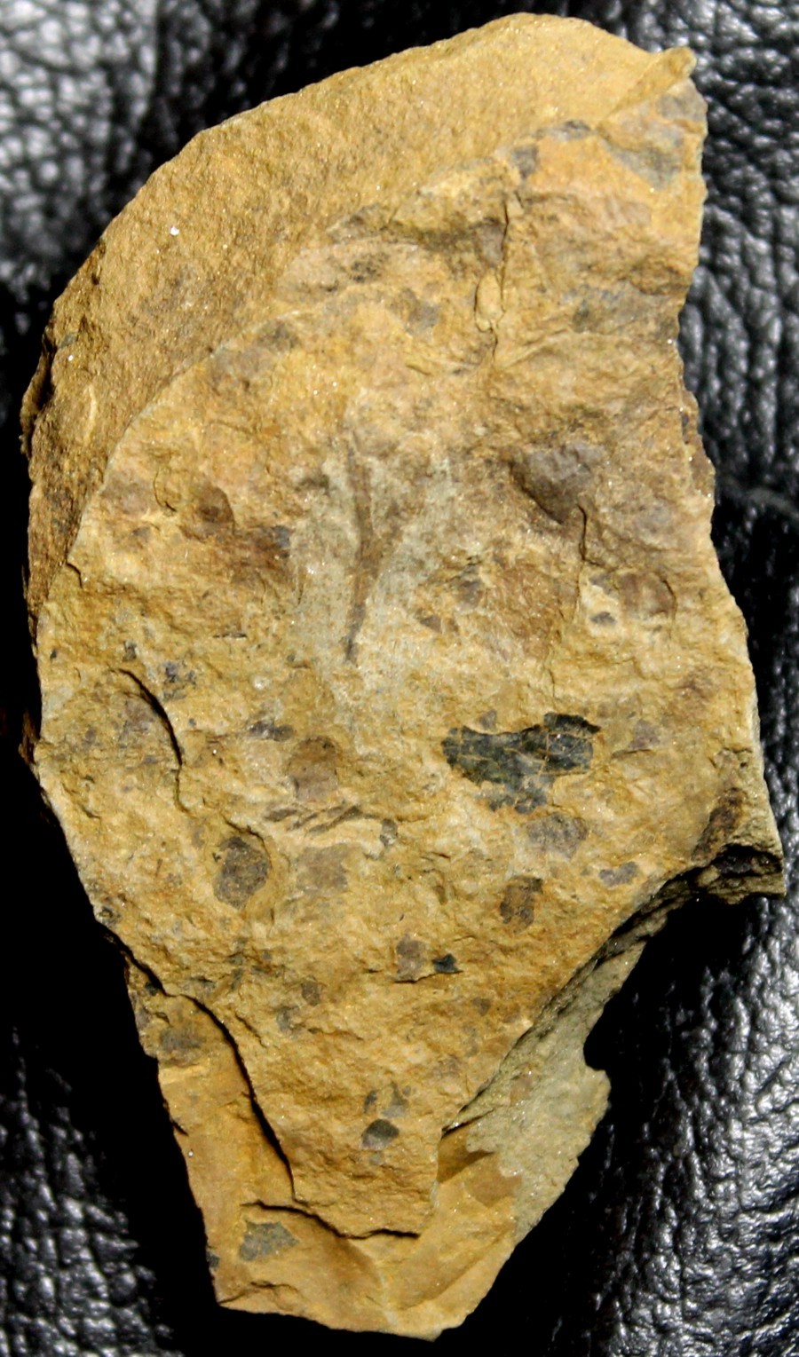 Cooksonia