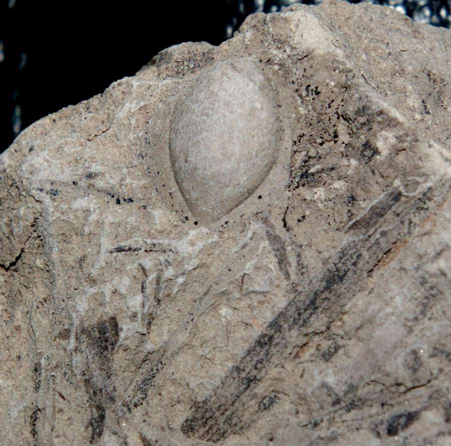 Ginkgo fossil seed