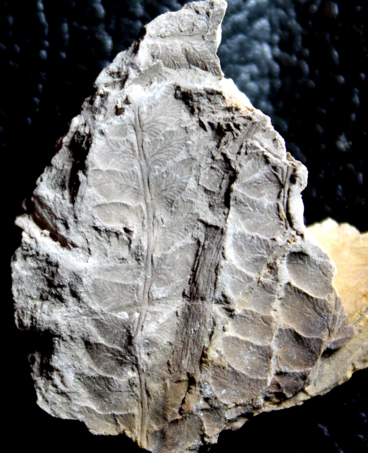 Jurassic fossil plant for sale, Todites williamsonii