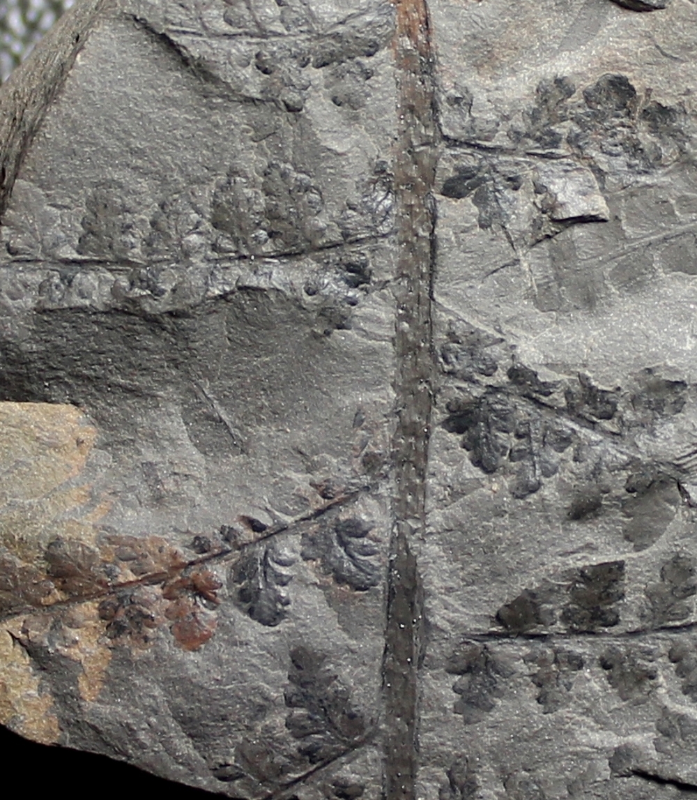 Oligocarpia brongniarti