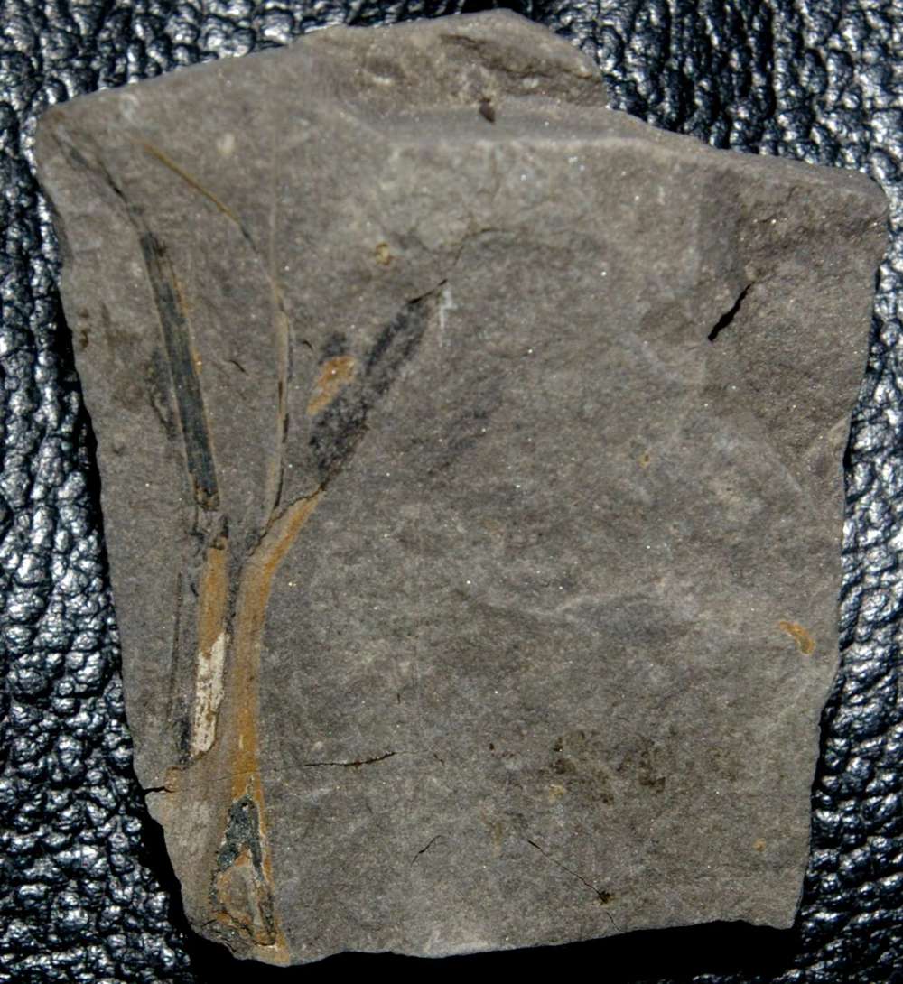 Devonian fossil plant