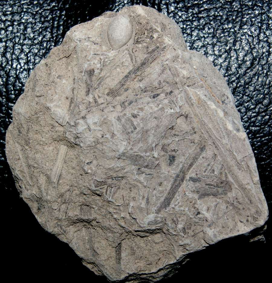 Jurassic Ginkgo fossil seed