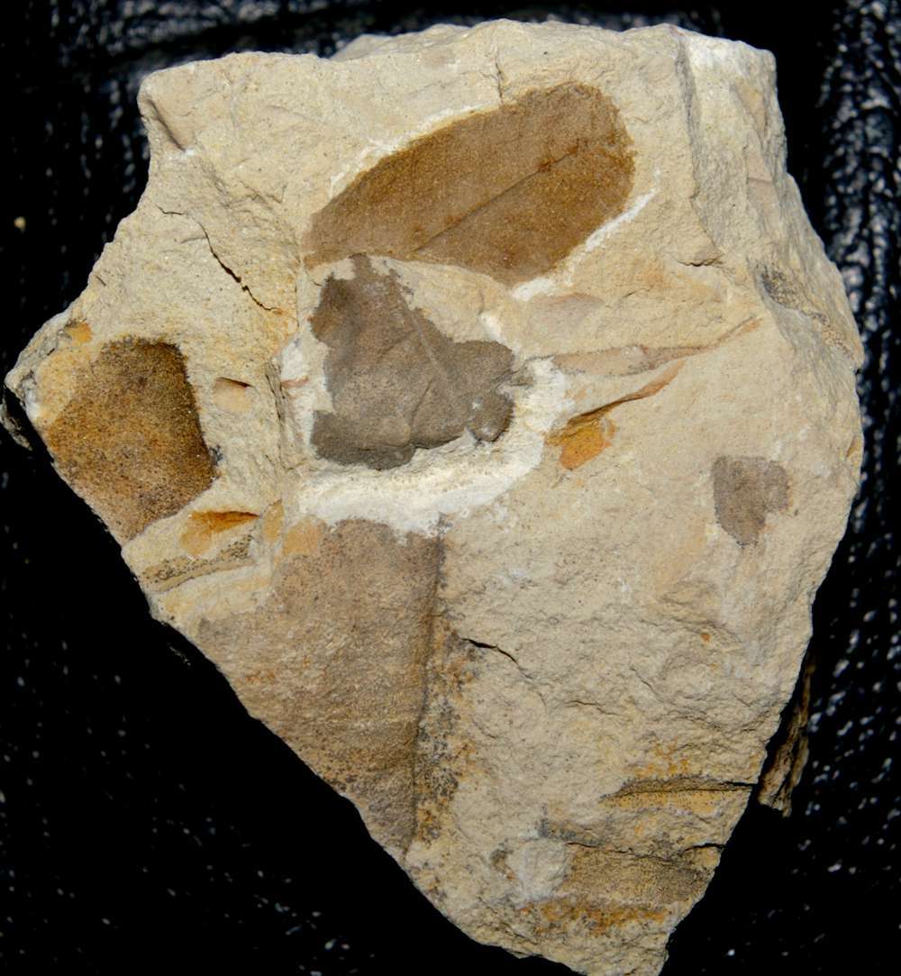 Miocene fossil leaf