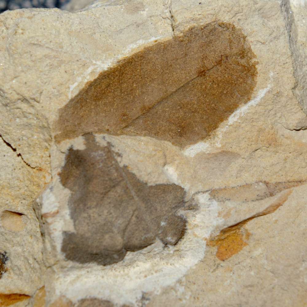 Miocene fossil leaf
