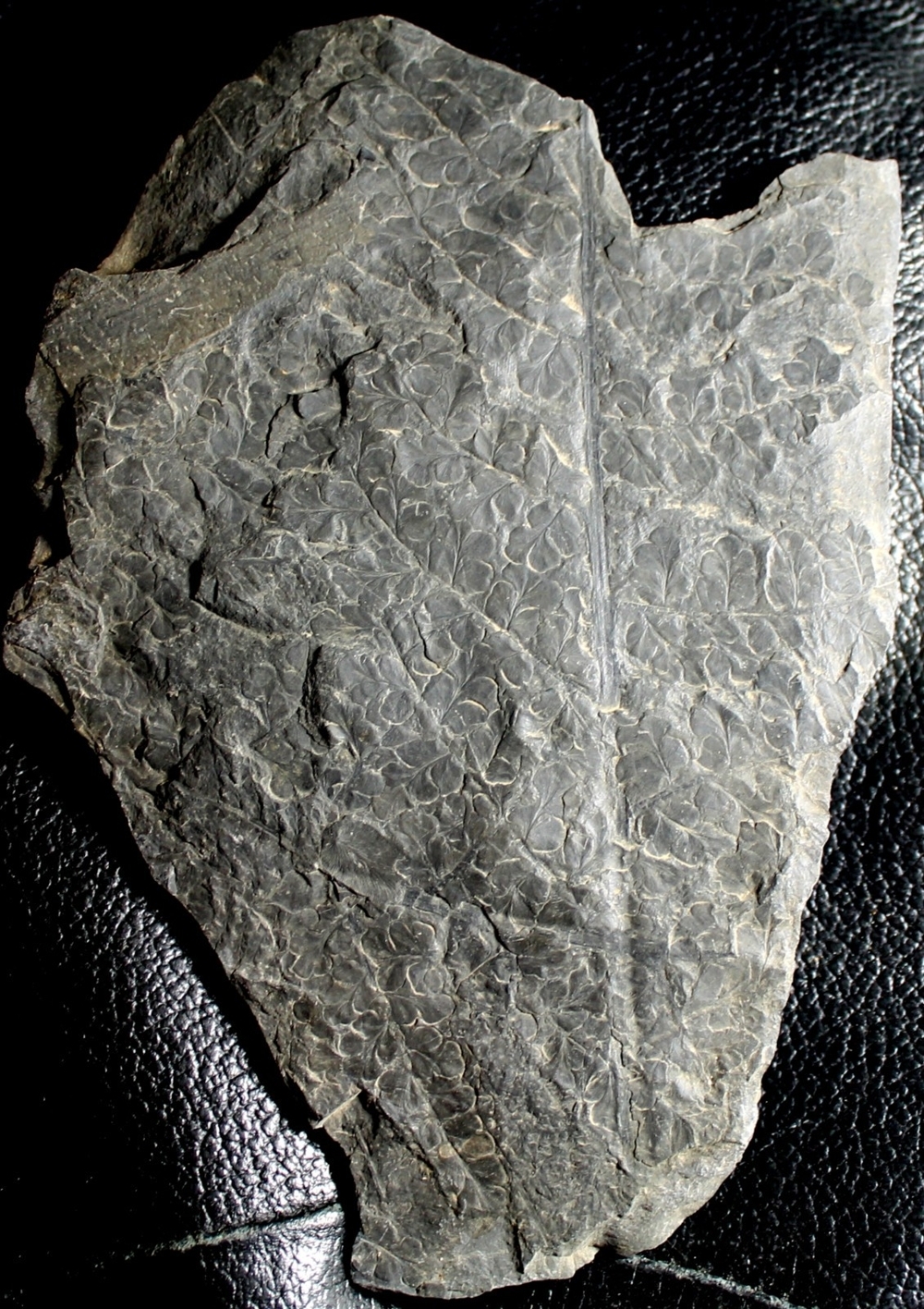 Sphenopteris striata