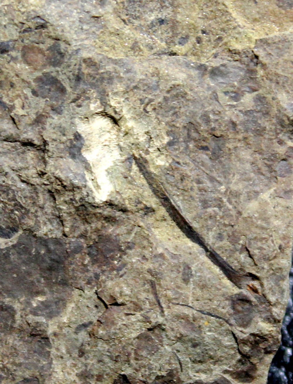 Cooksonia