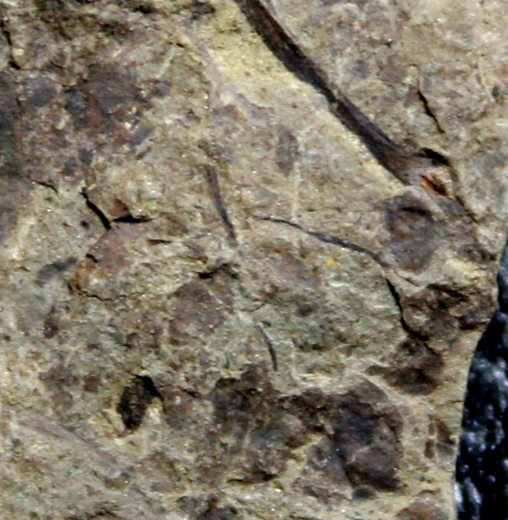 Cooksonia