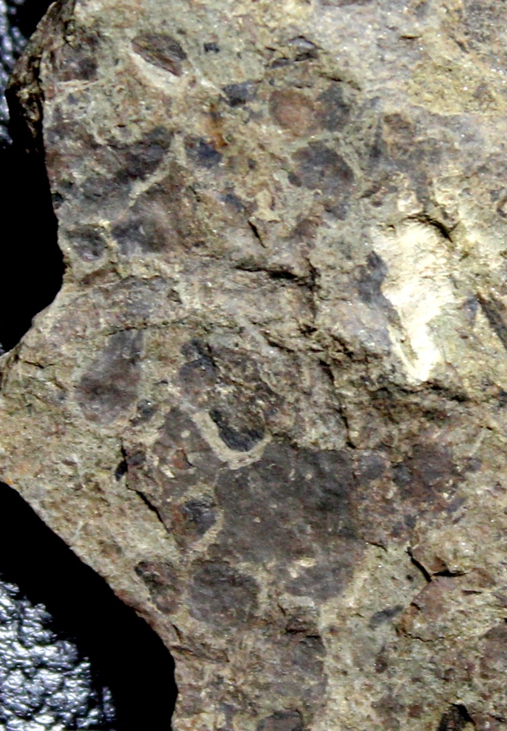 Cooksonia