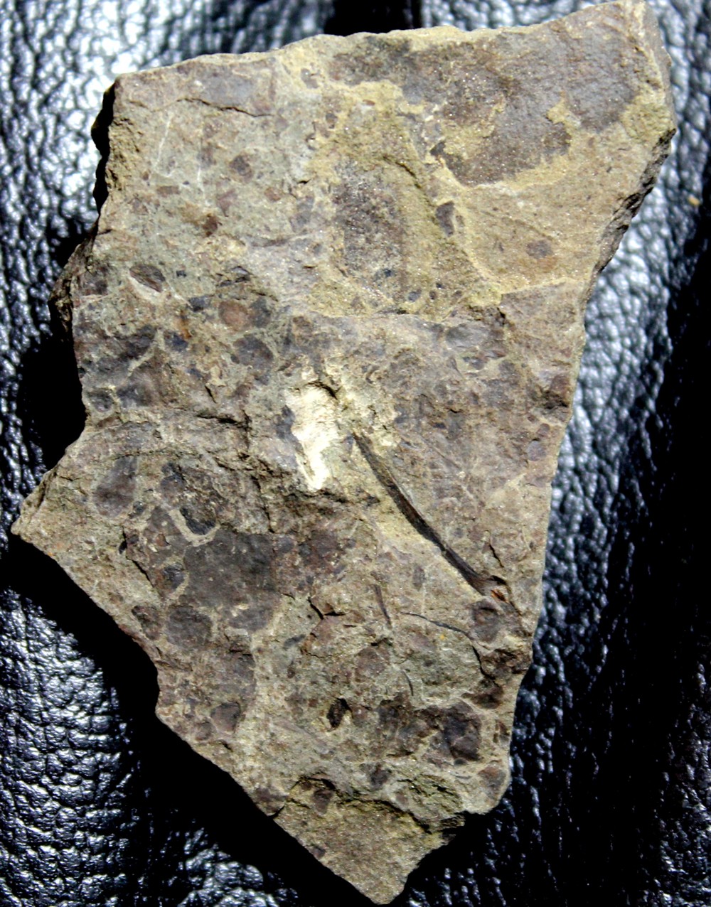 Cooksonia
