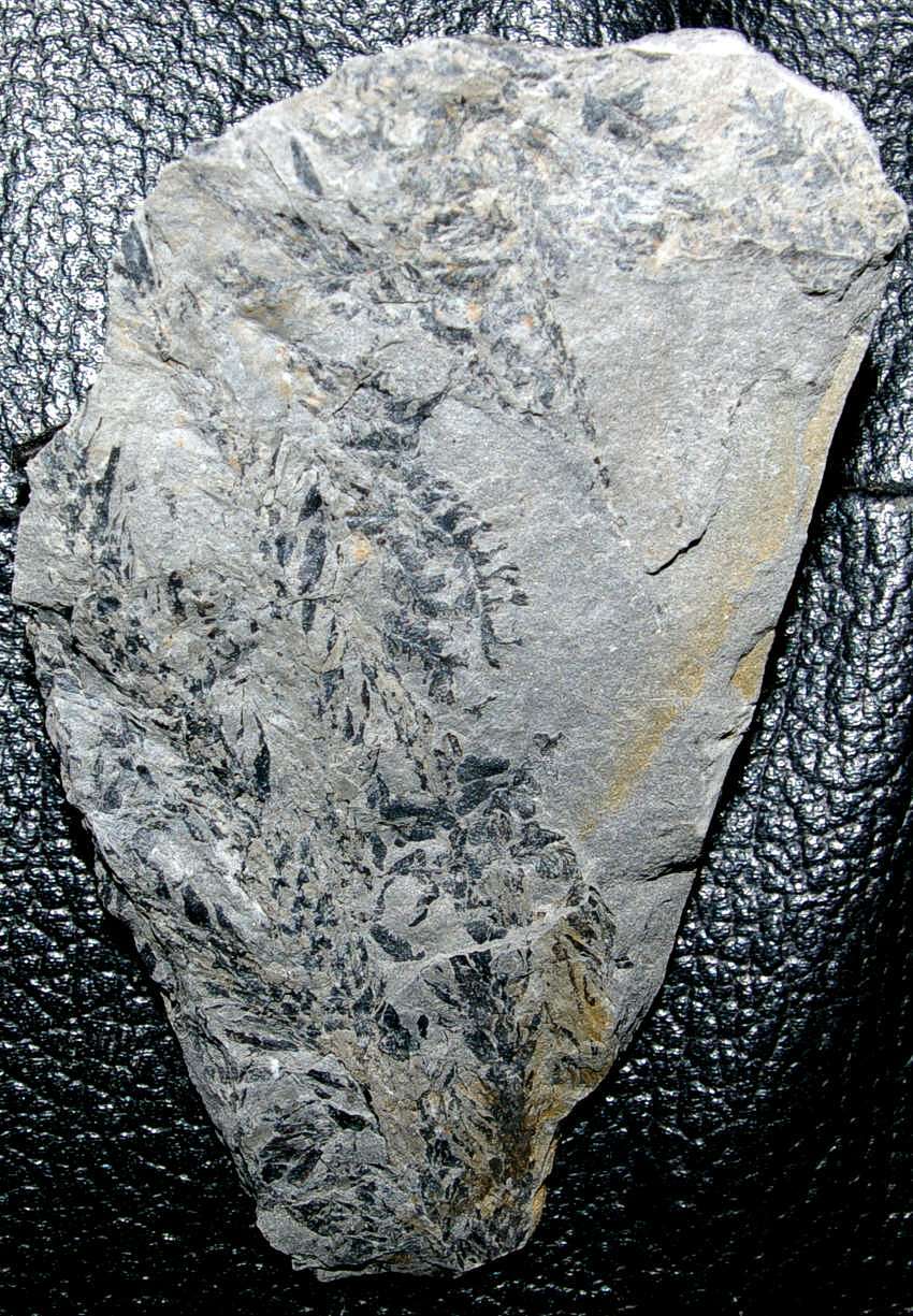 Sublepidodendron lycopodioides