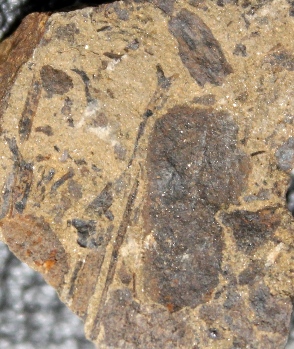 Cooksonia