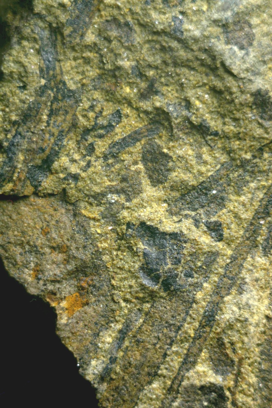 Cooksonia
