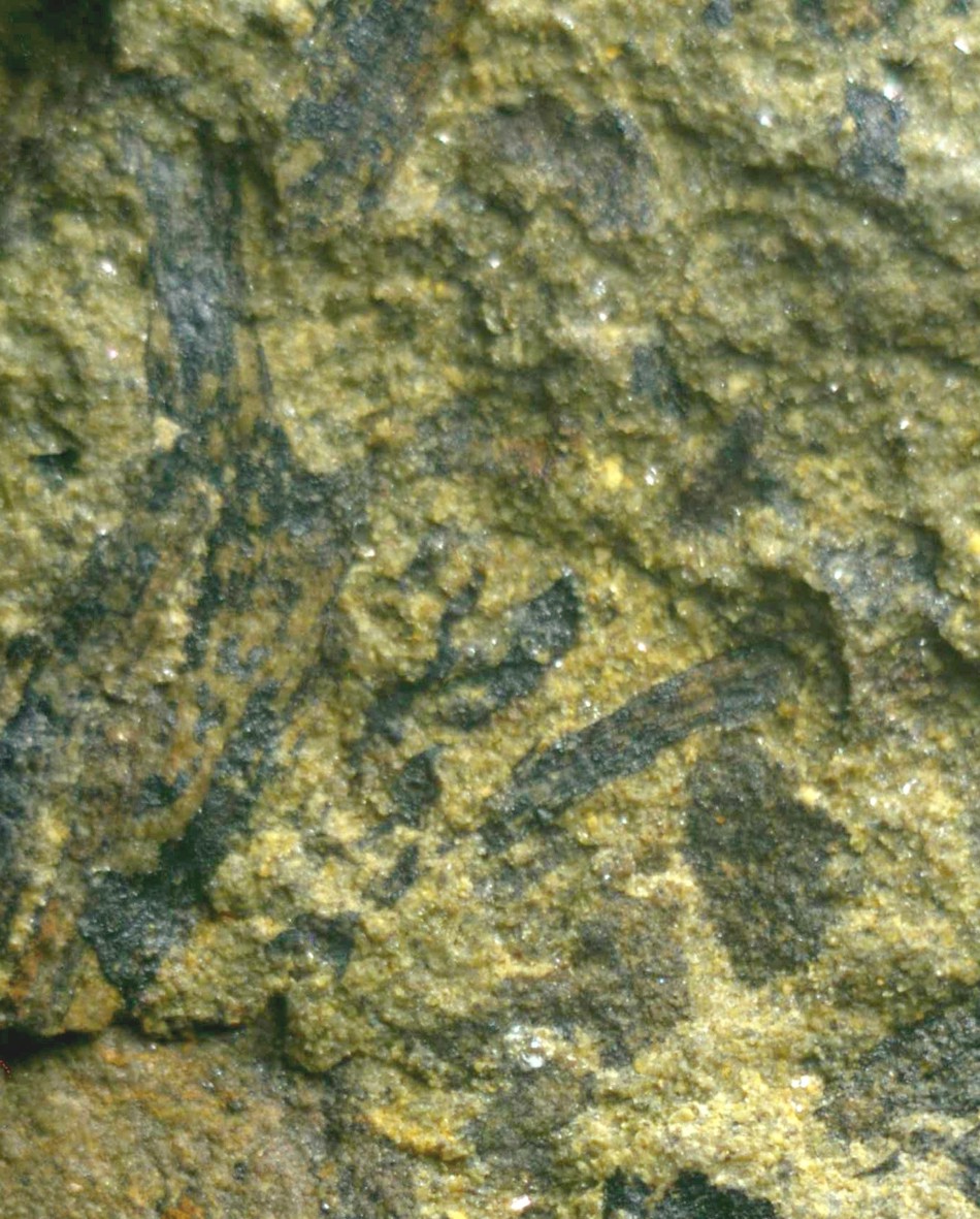 Cooksonia