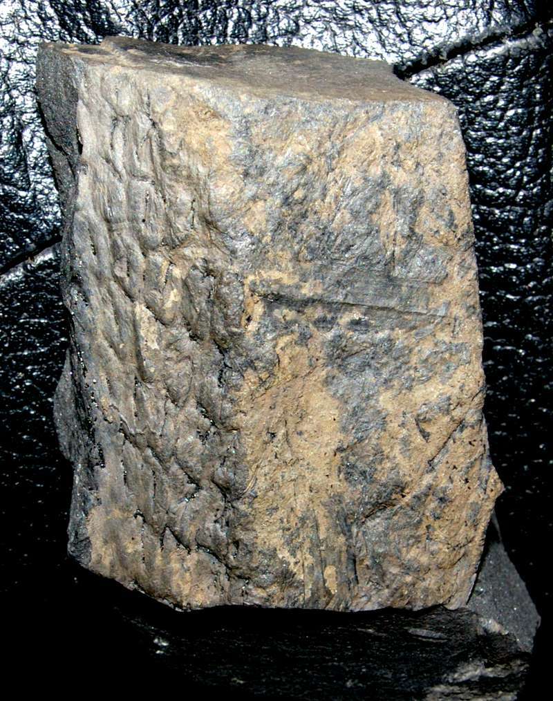Lepidodendron dichotomum 