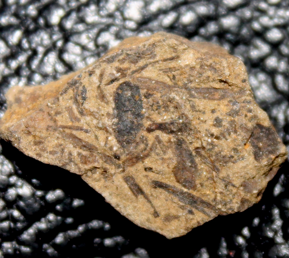 Prototaxites
