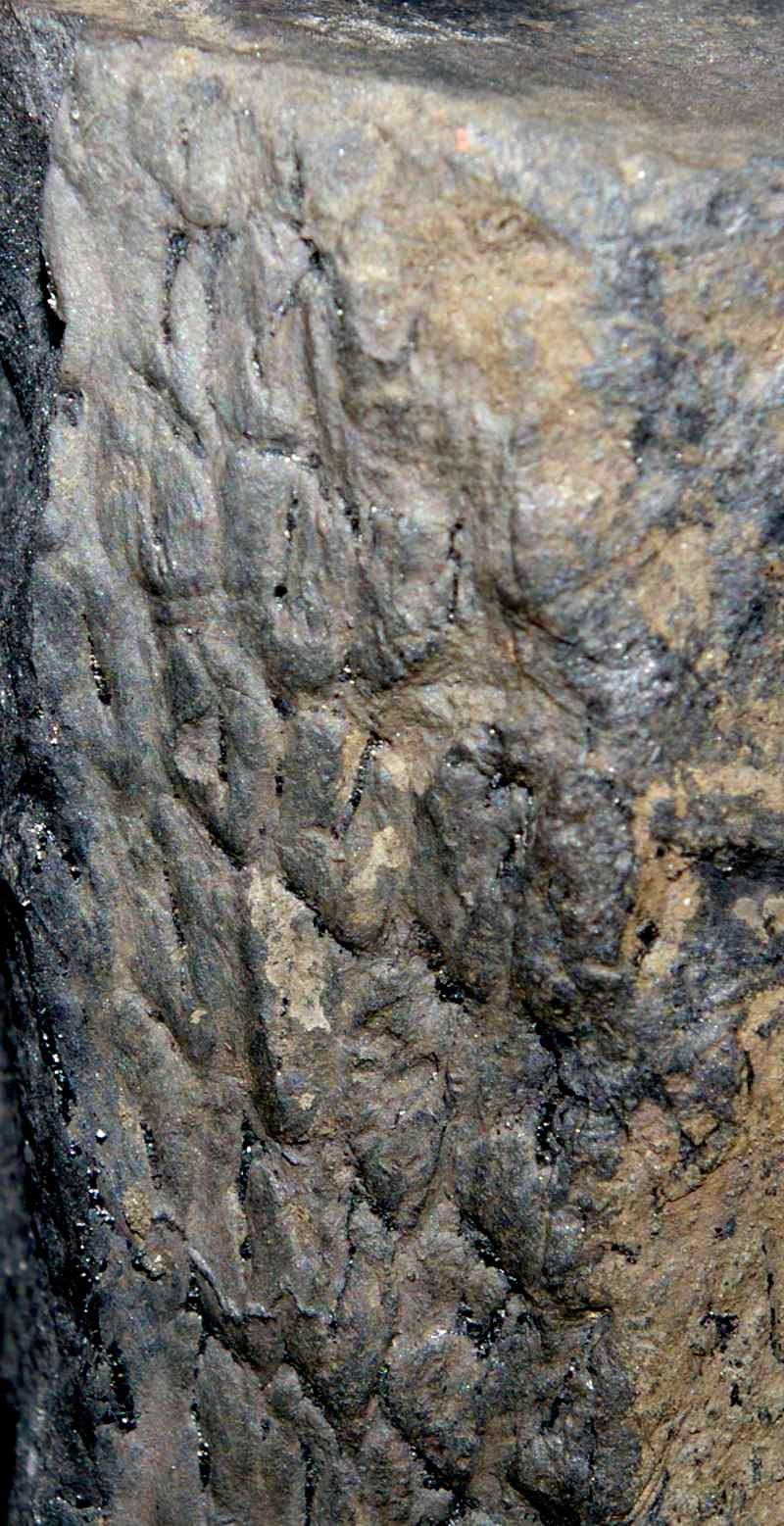 fossil bark 