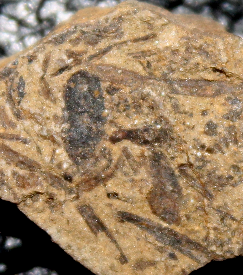 Prototaxites